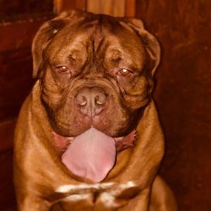 Meet your Posher, Abby